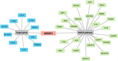 Prediction of Srebp-1 as a Key Target of Qing Gan San Against MAFLD in Rats via RNA-Sequencing Profile Analysis